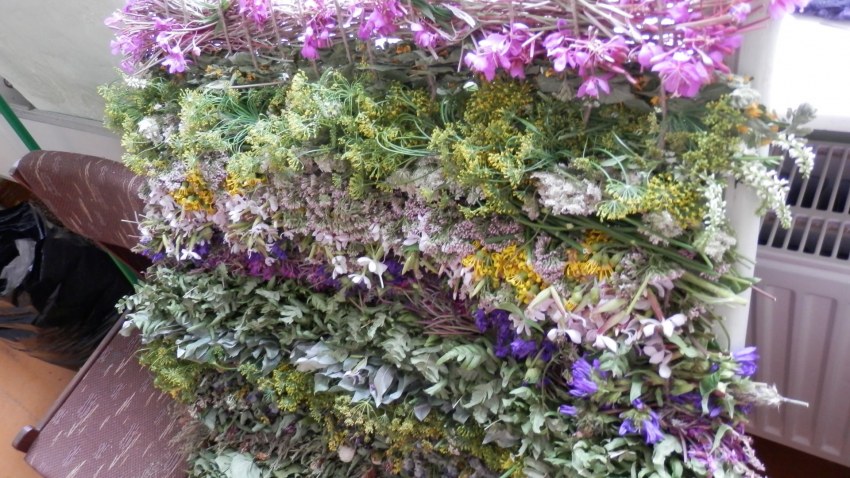 Balvu TO augu paklāju aušana